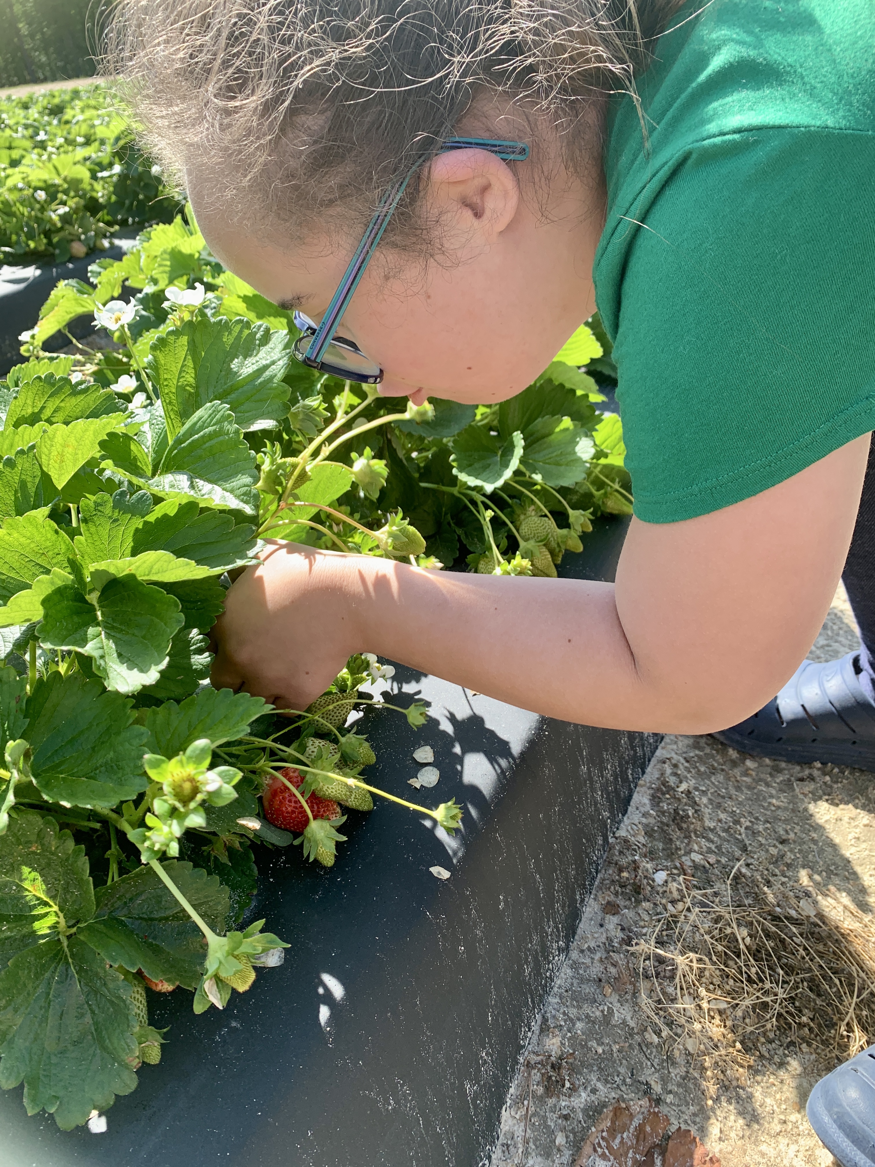 Strawberries
